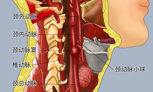 元枣的功效和作用-颜枣功效网-分享紫金枣功效，黄芪枣功效知识库